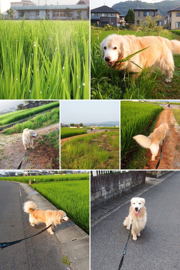 20160814DSCF1286-COLLAGE