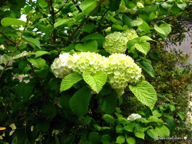 小手毬と大手毬の花です れお君と庭の花 Fromたけちゃんマン