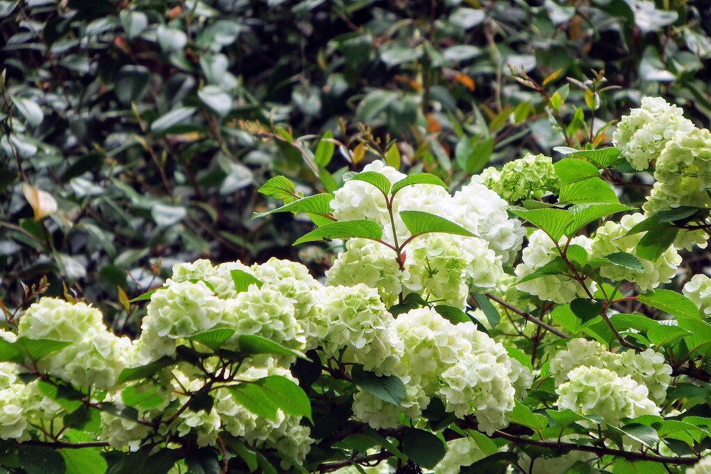 DSCF8626