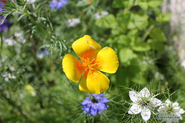 庭で花菱草が咲いていました れお君と庭の花 Fromたけちゃんマン 庭で花菱草が咲いていました れお君と庭の花 Fromたけちゃんマン