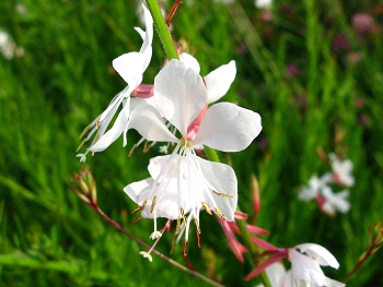 駅の花 ガウラ 白い花が風に吹かれて蝶のように舞う れお君と庭の花 Fromたけちゃんマン 駅の花 ガウラ 白い花が風に吹かれて蝶のように舞う れお君と庭の花 Fromたけちゃんマン