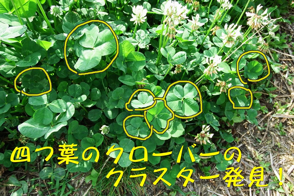 DSCF9349