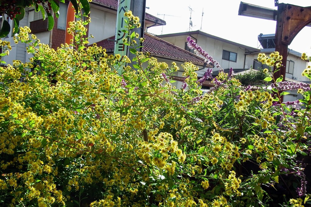 DSCF1937 (1)