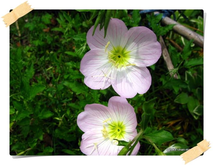 庭の昼咲き月見草の花 れお君と庭の花 Fromたけちゃんマン