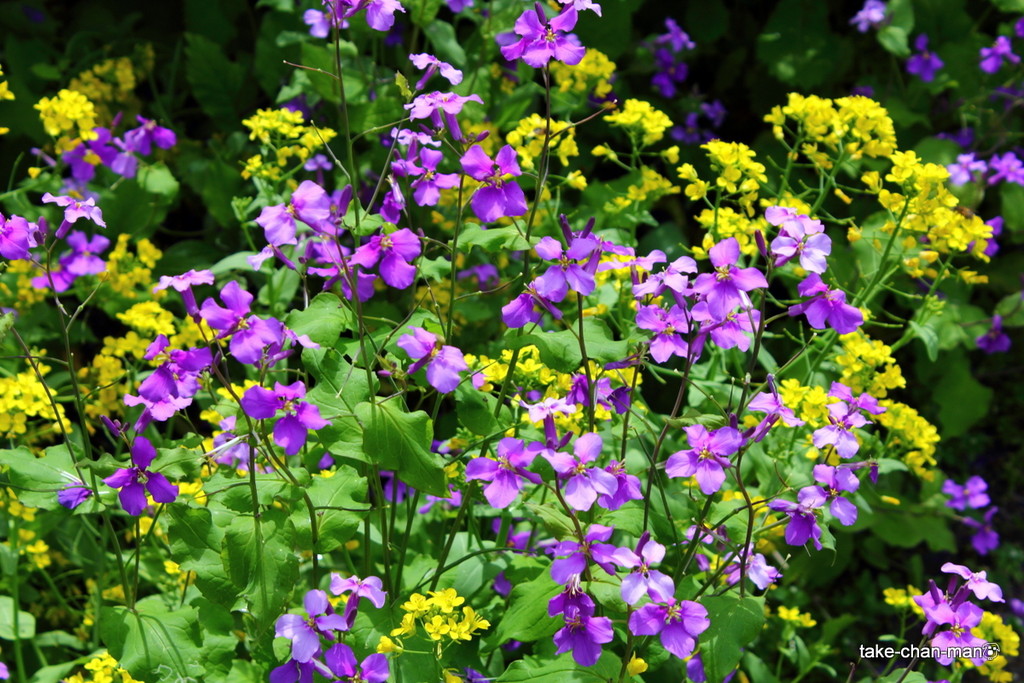 庭の紫花菜です れお君と庭の花 Fromたけちゃんマン 庭の紫花菜です れお君と庭の花 Fromたけちゃんマン