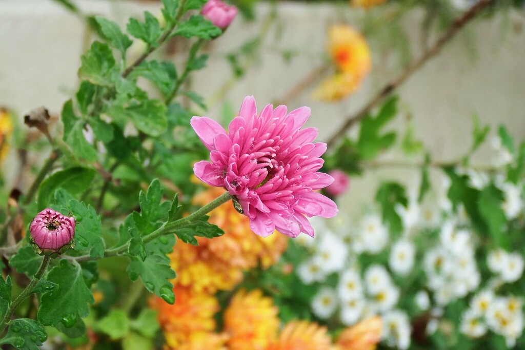 DSCF2180 (1)