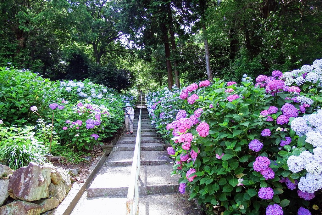 吉備津神社の紫陽花です れお君と庭の花 Fromたけちゃんマン 吉備津神社の紫陽花です れお君と庭の花 Fromたけちゃんマン