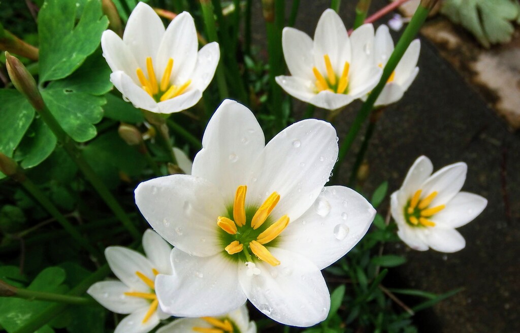 DSCF1844