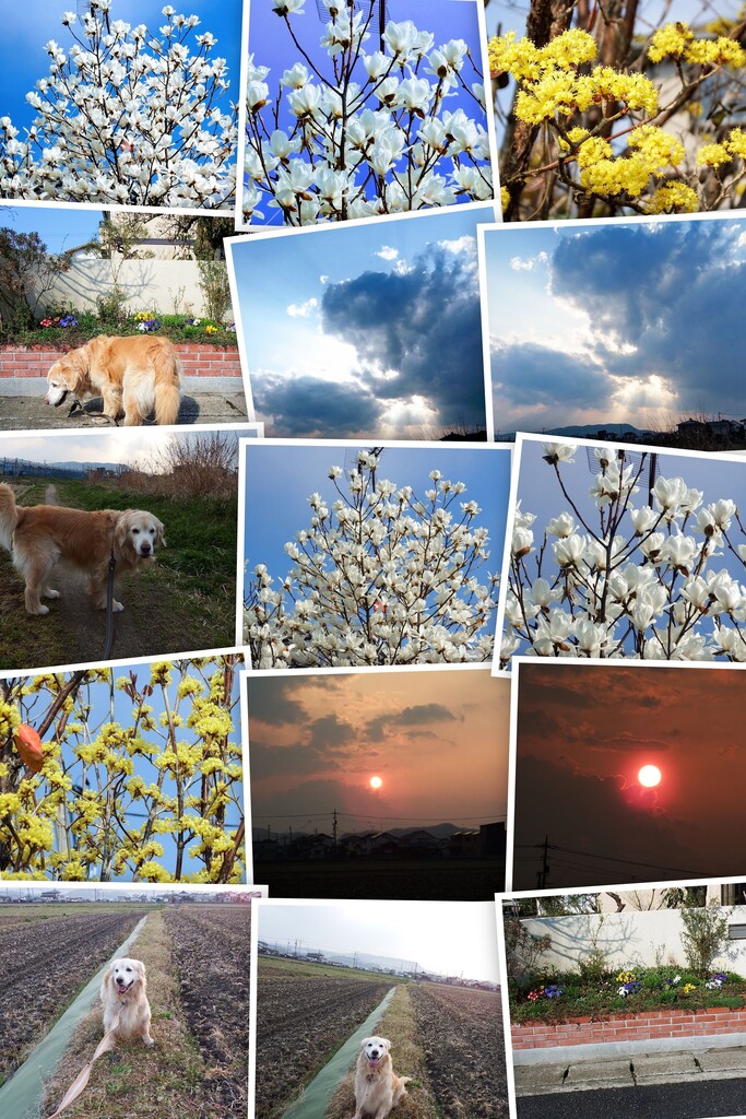 20170328DSCF1765-COLLAGE
