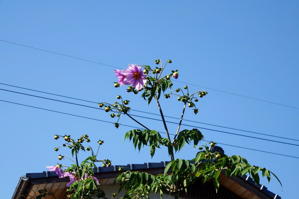 DSCF5085