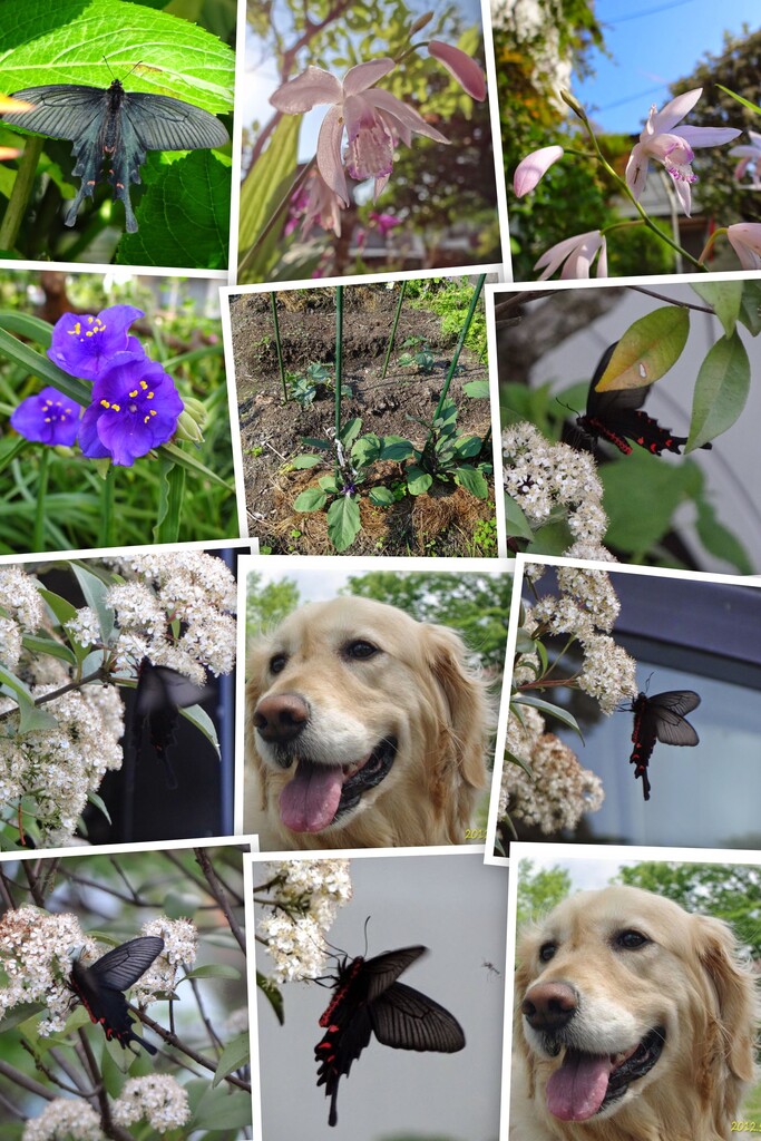 20120518DSC06217-COLLAGE