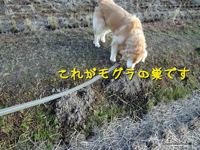 今日はモグラの巣です れお君と庭の花 Fromたけちゃんマン