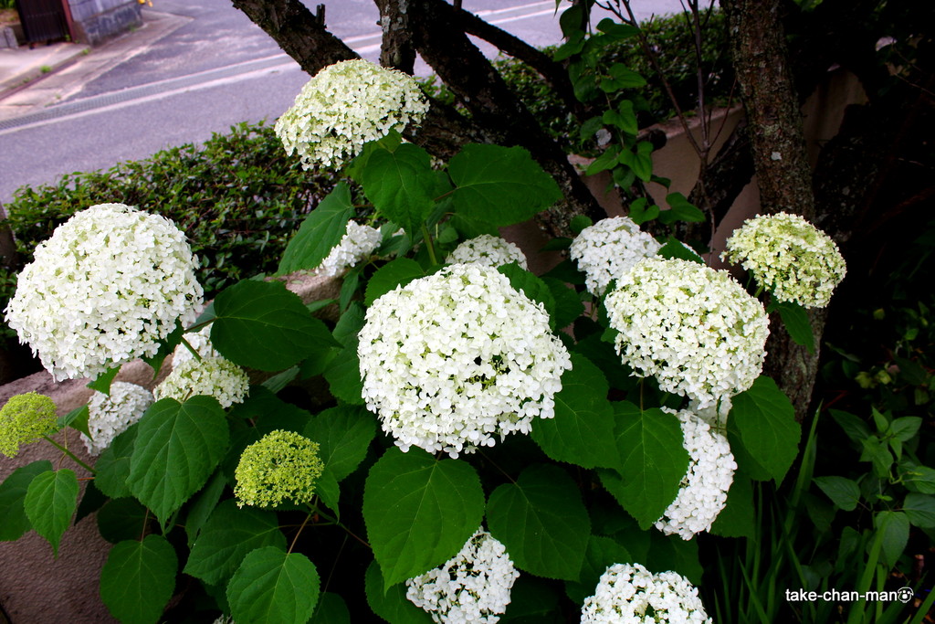 我が家の庭のアナベルが咲いています れお君と庭の花 Fromたけちゃんマン 我が家の庭のアナベルが咲いています れお君と庭の花 Fromたけちゃんマン