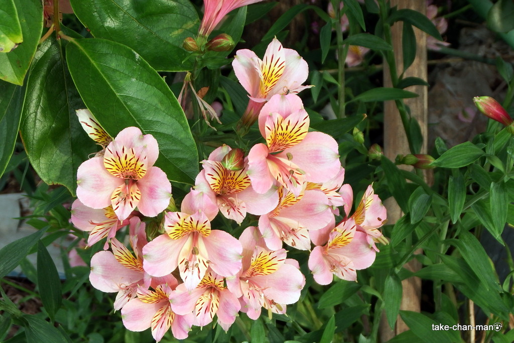 アルストロメリアとアルストロメリア プルケラの花です れお君と庭の花 Fromたけちゃんマン