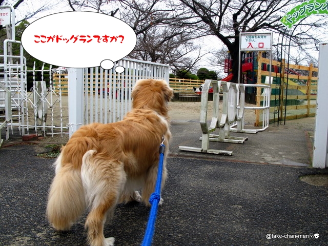Rskバラ園のドッグラン れお君と庭の花 Fromたけちゃんマン