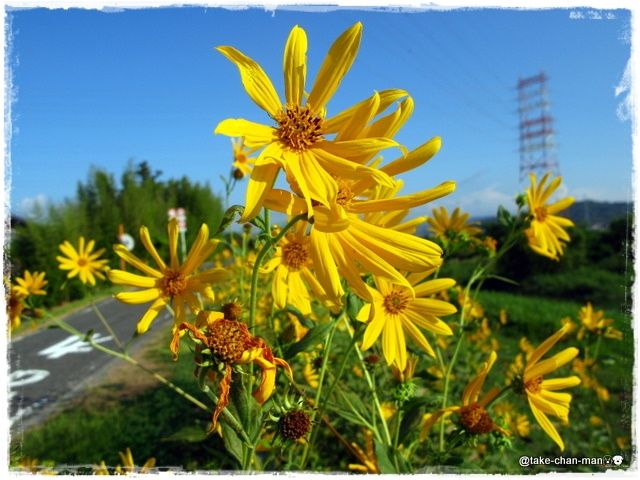 通勤途上の土手に咲いている菊芋の花 れお君と庭の花 Fromたけちゃんマン