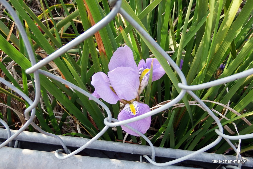 仏の座 三界草 と寒咲き菖蒲の花です れお君と庭の花 Fromたけちゃんマン 仏の座 三界草 と寒咲き菖蒲の花です れお君と庭の花 Fromたけちゃんマン