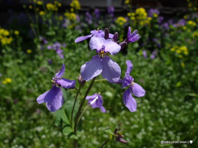 庭の紫花菜 むらさきはなな の花 れお君と庭の花 Fromたけちゃんマン