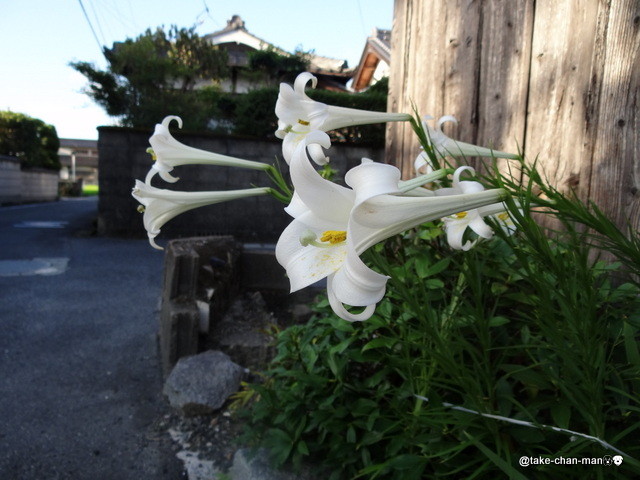 れお君の散歩コースで高砂百合が咲いています れお君と庭の花 Fromたけちゃんマン