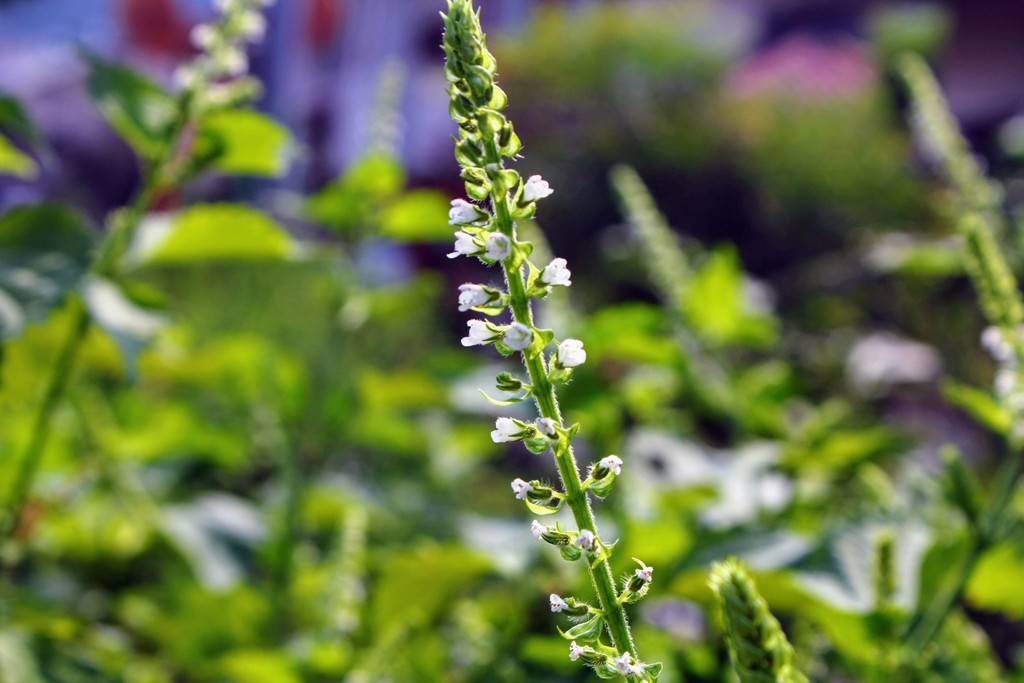 庭の家庭菜園で紫蘇 大葉 の花が咲いています れお君のサラダバー れお君と庭の花 Fromたけちゃんマン