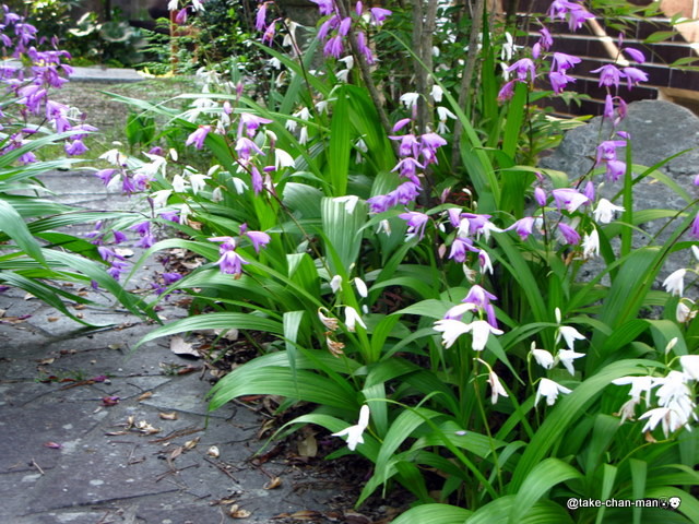 紫蘭の花 れお君と庭の花 Fromたけちゃんマン