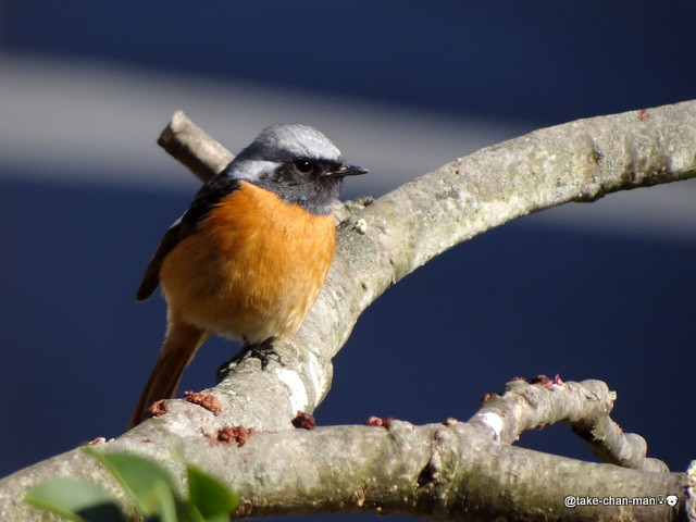 梅と庭に来る野鳥 れお君と庭の花 Fromたけちゃんマン