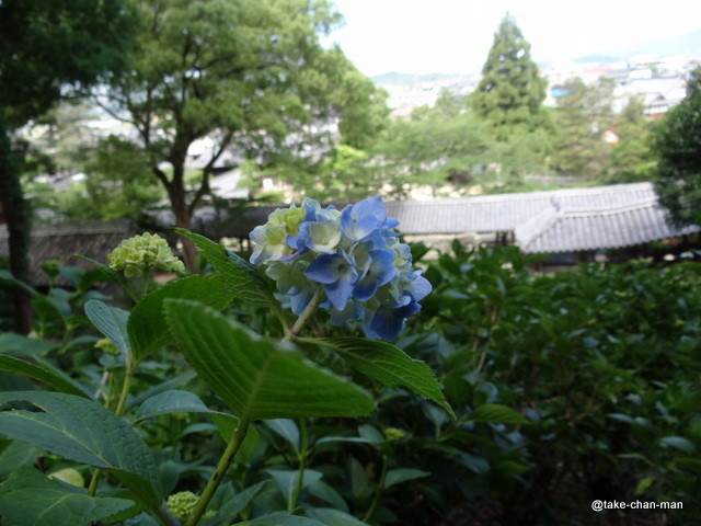 吉備津神社の紫陽花です れお君と庭の花 Fromたけちゃんマン