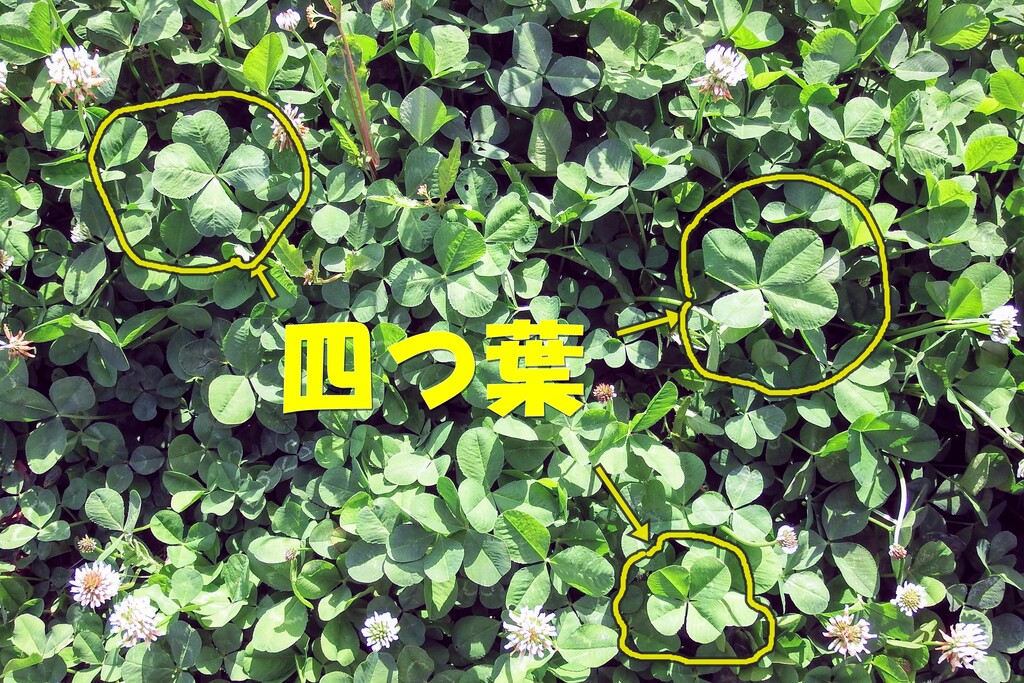 DSCF9212