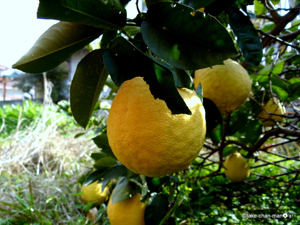 ソフトボールより大きなジャンボレモンです れお君と庭の花 Fromたけちゃんマン