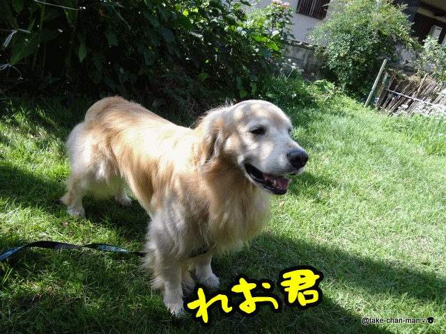 ミッキーマウスそっくりの花が咲いています れお君と庭の花 Fromたけちゃんマン ミッキーマウスそっくりの花が咲いています れお君と庭の花 Fromたけちゃんマン