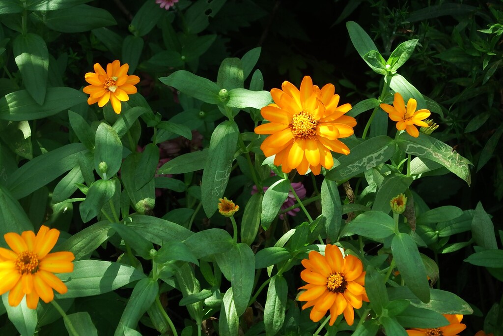 DSCF0663