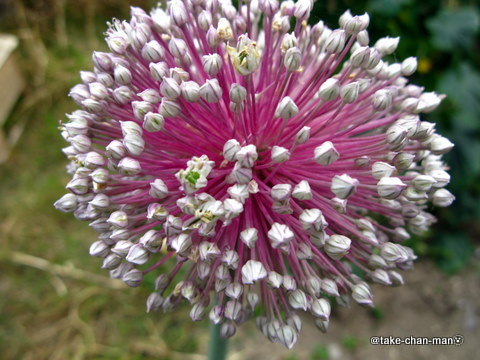 にんにくの花 れお君と庭の花 Fromたけちゃんマン