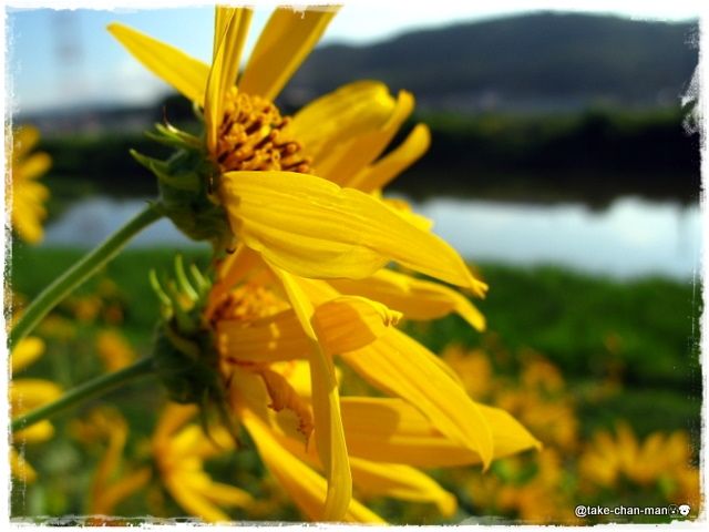 通勤途上の土手に咲いている菊芋の花 れお君と庭の花 Fromたけちゃんマン