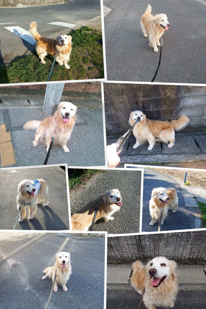 20190703DSCF1613-COLLAGE