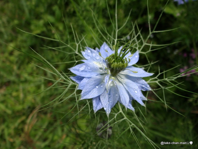 庭のニゲラの花が咲きました れお君と庭の花 Fromたけちゃんマン 庭のニゲラの花が咲きました れお君と庭の花 Fromたけちゃんマン