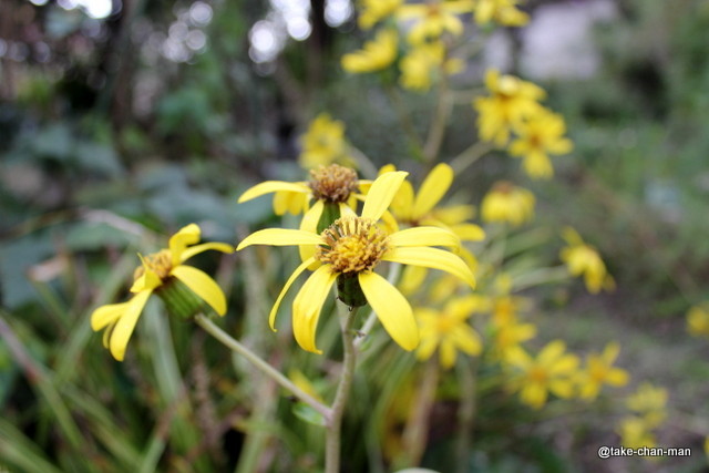 庭の石蕗 つわぶき の花が咲いています れお君と庭の花 Fromたけちゃんマン