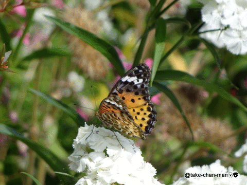 今日はハチと蝶の飛んでいるアニメ特集です れお君と庭の花 Fromたけちゃんマン 今日はハチと蝶の飛んでいるアニメ特集です れお君と庭の花 Fromたけちゃんマン