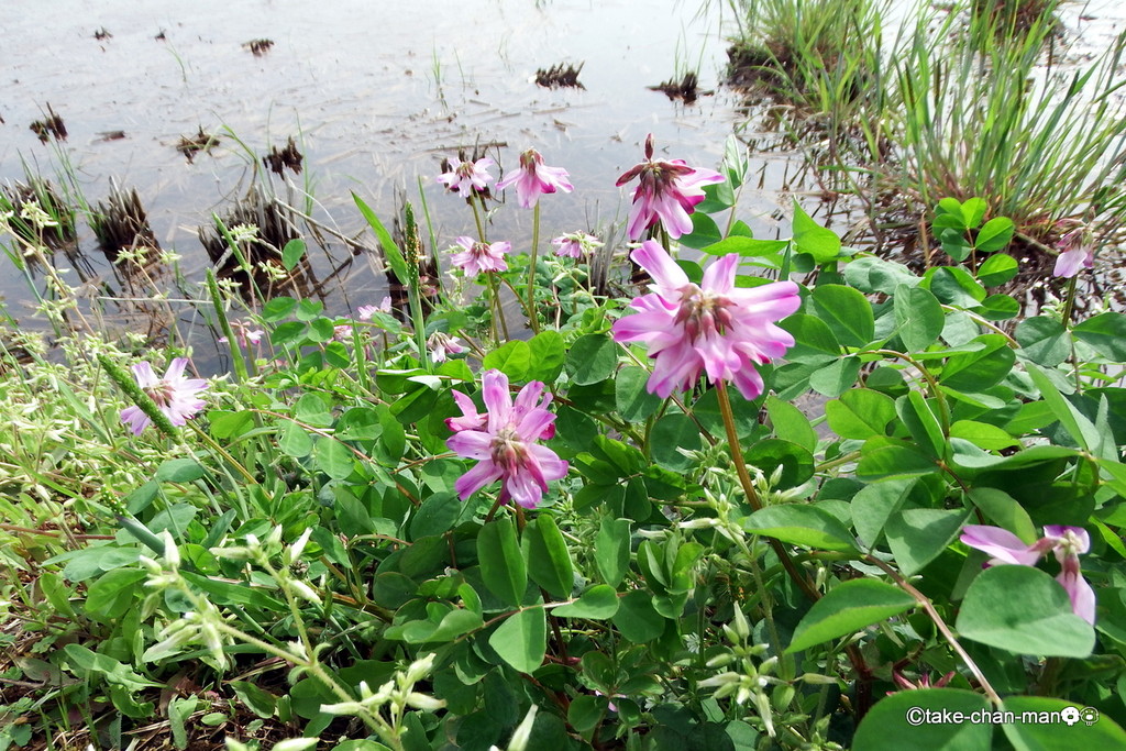 畦道の蓮華の花です れお君と庭の花 Fromたけちゃんマン
