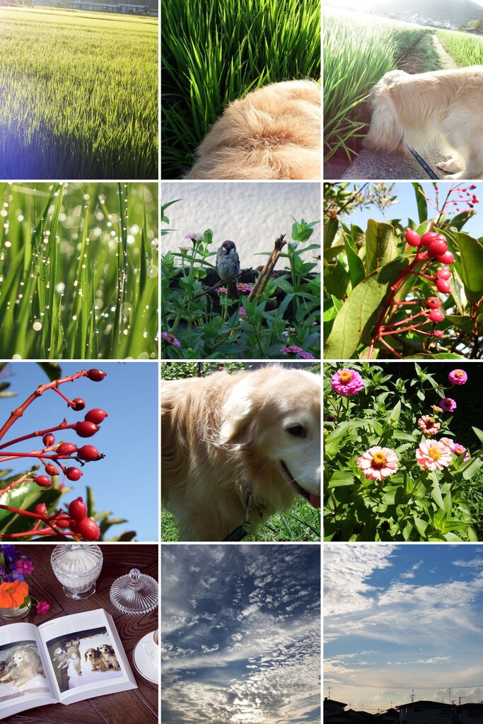 20150818PhotoFunia-1439864193-COLLAGE