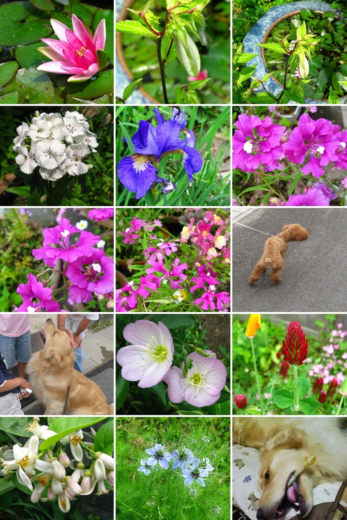 20080518IMG_1653-COLLAGE