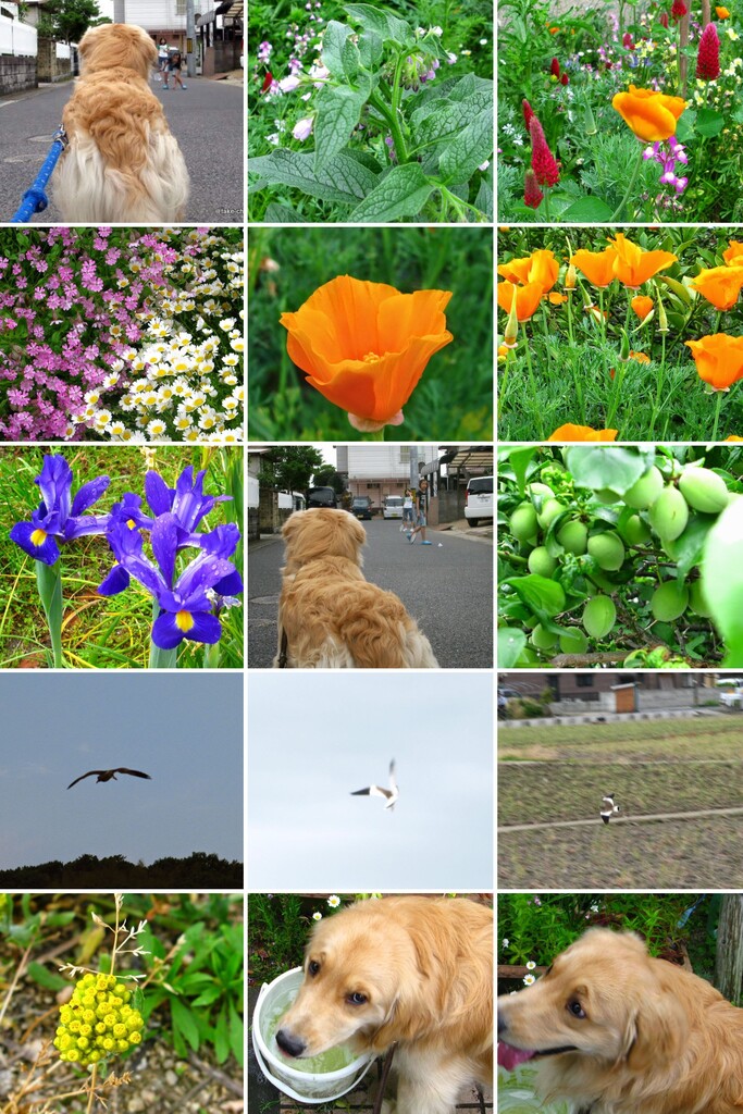 20080505IMG_1357-COLLAGE