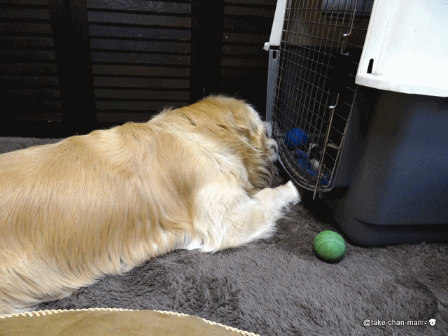 れお君4歳10ヶ月になりました れお君と庭の花 Fromたけちゃんマン れお君4歳10ヶ月になりました れお君と庭の花 Fromたけちゃんマン