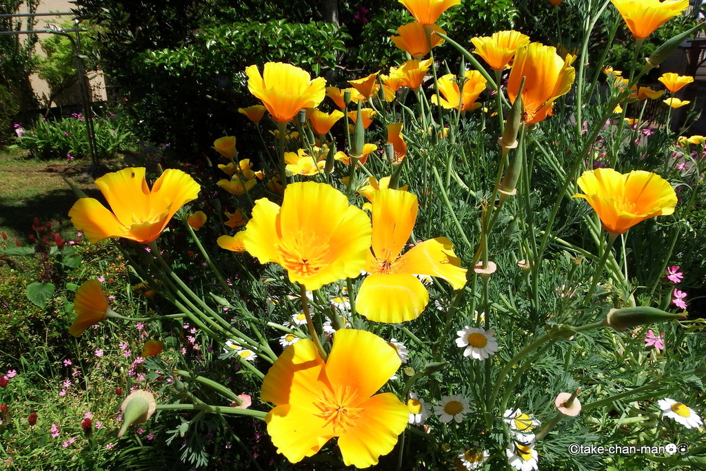 庭の花菱草とれお君の散歩は日蔭を歩こう れお君と庭の花 Fromたけちゃんマン 庭の花菱草とれお君の散歩は日蔭を歩こう れお君と庭の花 Fromたけちゃんマン