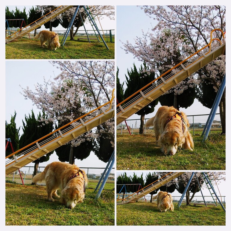 DSCF7439-COLLAGE