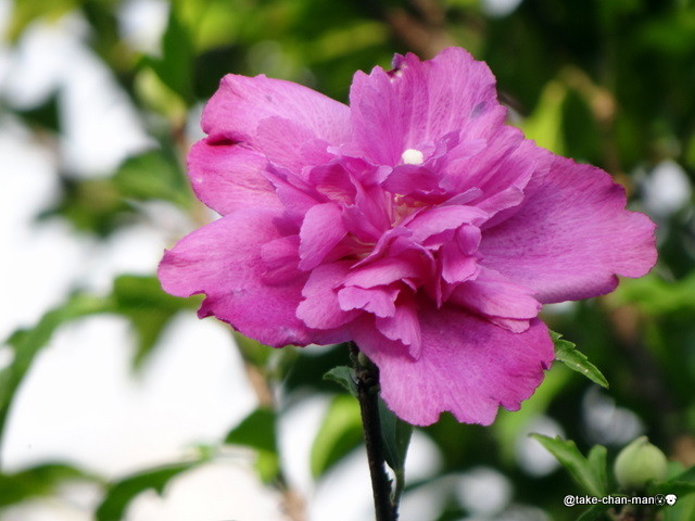 ムクゲの花 れお君と庭の花 Fromたけちゃんマン