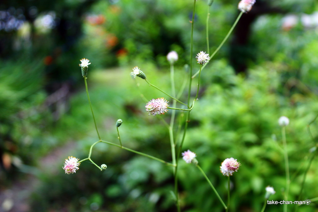ピンクの吾亦紅 ワレモコウ が咲きました れお君と庭の花 Fromたけちゃんマン