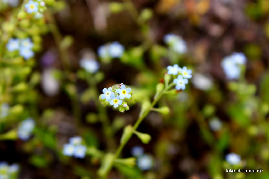 忘れな草とよく似た花の胡瓜草 きゅうりぐさ です れお君と庭の花 Fromたけちゃんマン 忘れな草とよく似た花の胡瓜草 きゅうりぐさ です れお君と庭の花 Fromたけちゃんマン