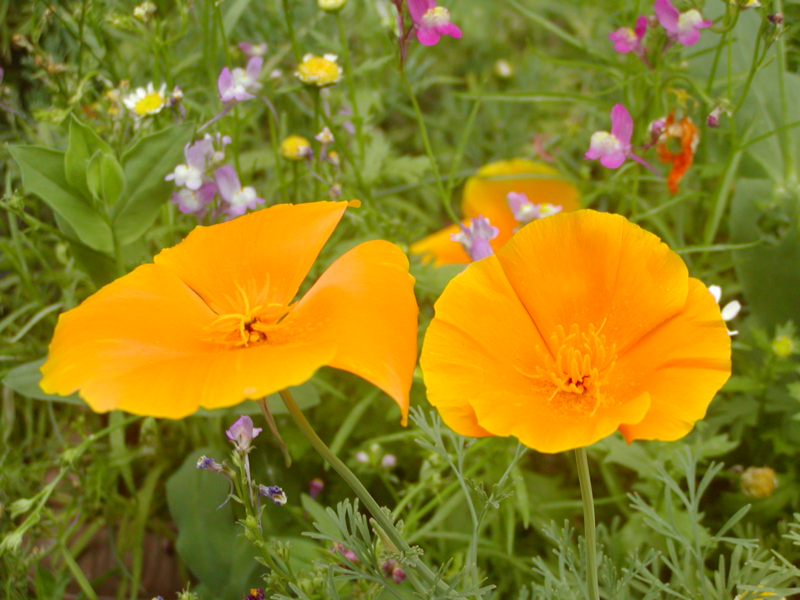 花菱草 れお君と庭の花 Fromたけちゃんマン