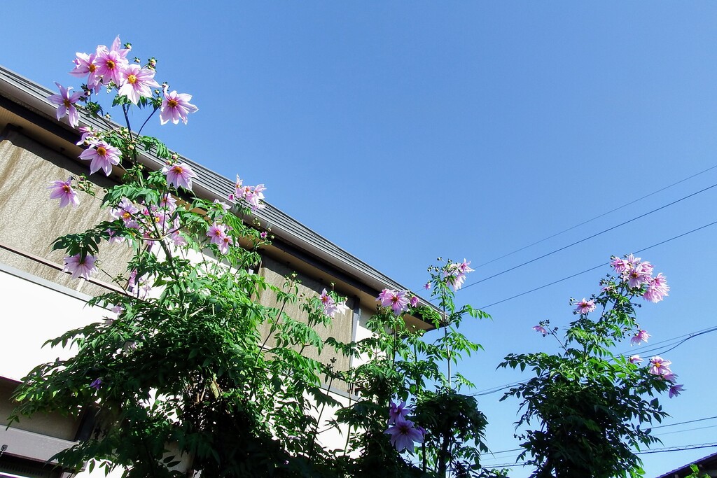 DSCF3862-001