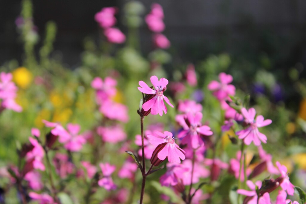 庭のシレネ ペンデュラ フクロナデシコ の花です れお君と庭の花 Fromたけちゃんマン